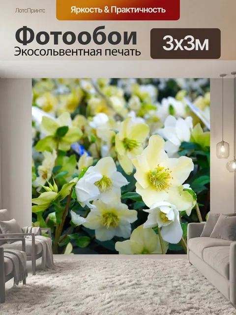 Фотообои Анемоны