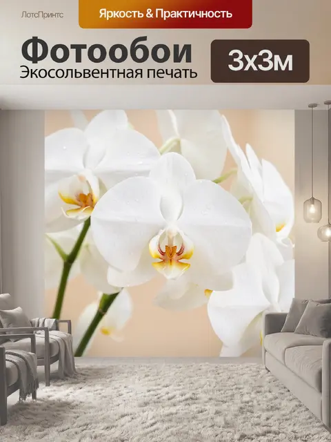 Фотообои Белые орхидеи крупным планом