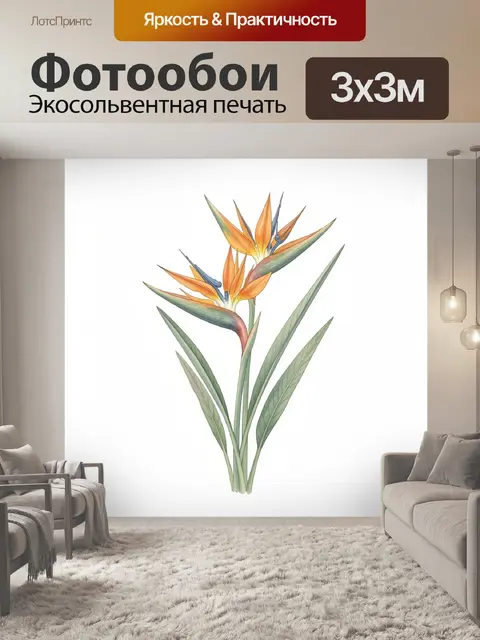Фотообои Тропическая стрелиция на белом фоне