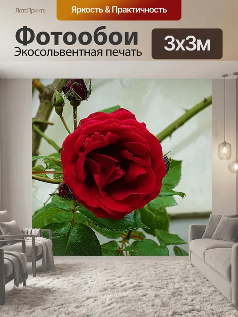 Фотообои Цветы