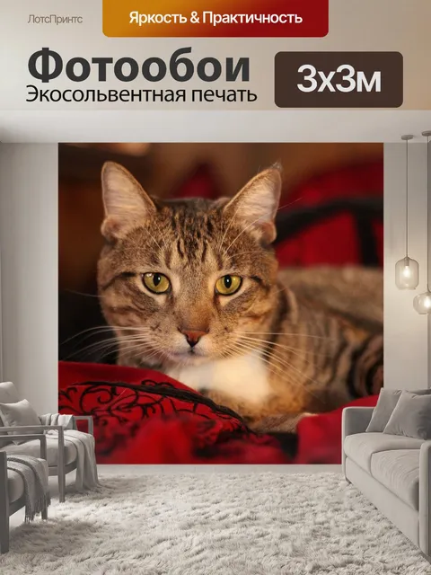 Фотообои Кошка