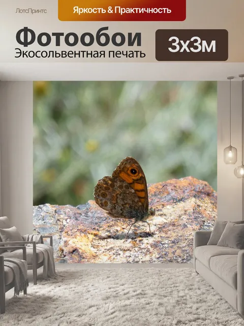 Фотообои Lasiommata megera