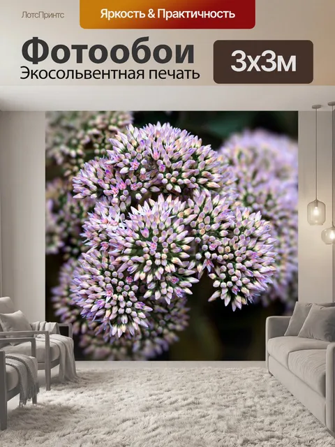 Фотообои Очиток