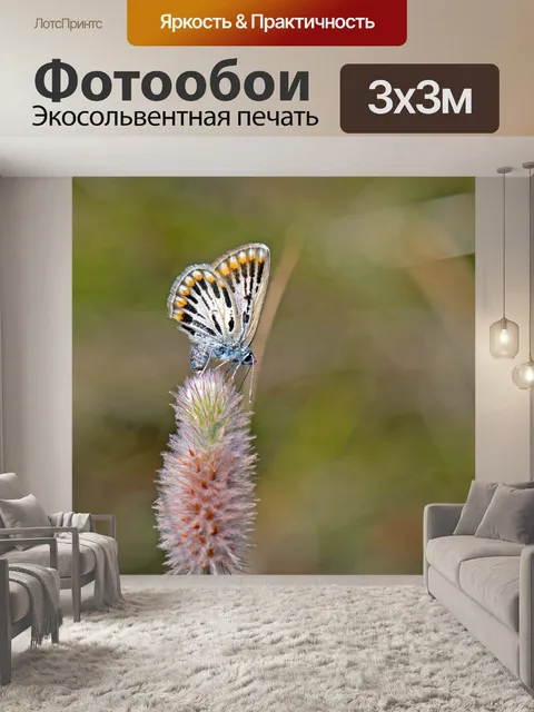 Фотообои Бабочка