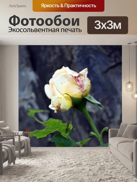 Фотообои Роза