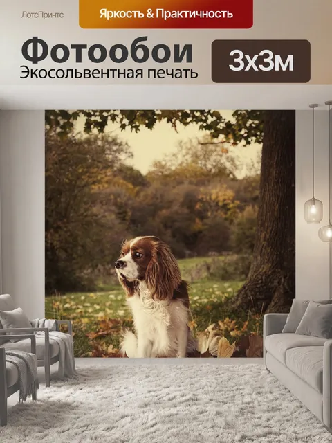 Фотообои Кавалер кинг чарльз спаниель