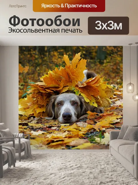Фотообои Веймаранер