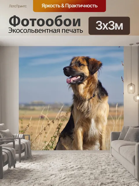 Фотообои Собака