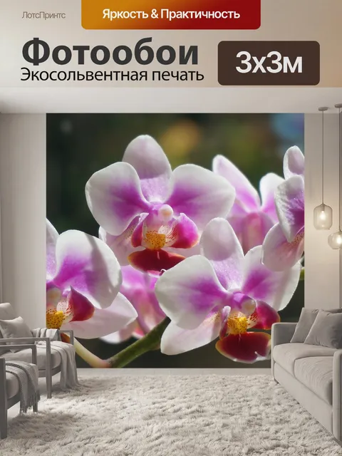 Фотообои Гибридный фаленопсис