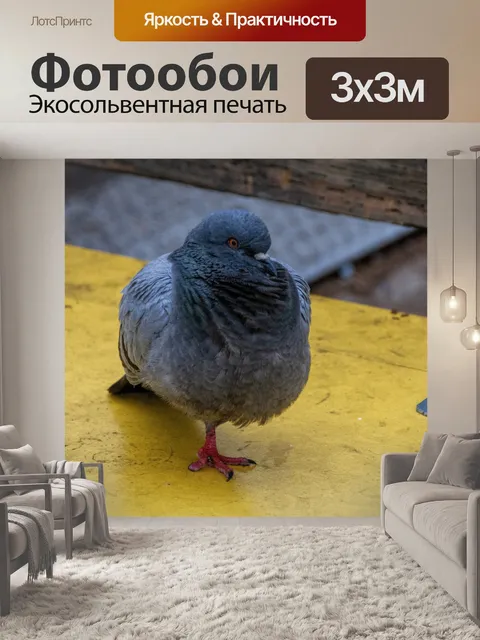 Фотообои Pigeon on Box