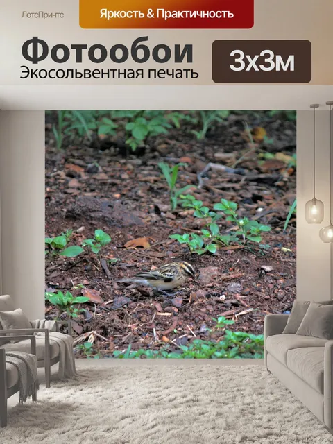 Фотообои маленькая коричневая птица на земле