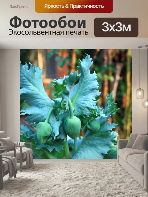 Фотообои мак бутоны