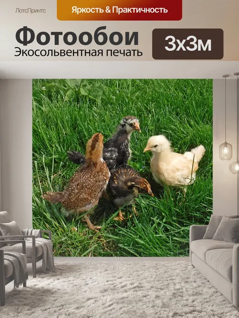 Фотообои Куры