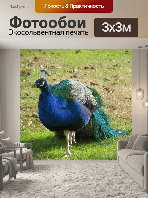 Фотообои Павлин 522