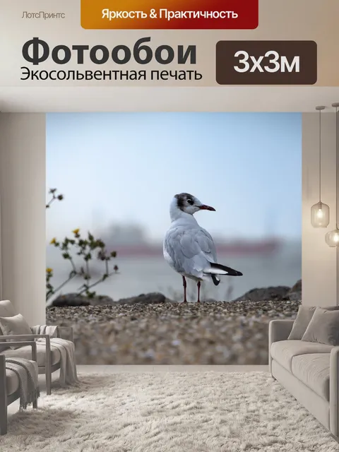 Фотообои Чайка, птица