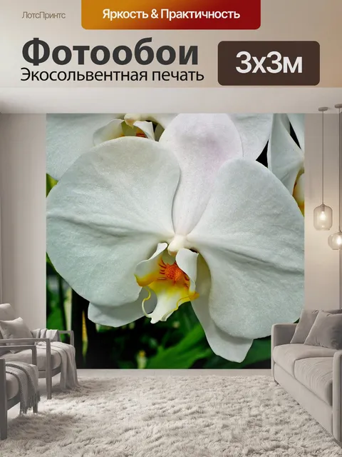 Фотообои Орхидеи