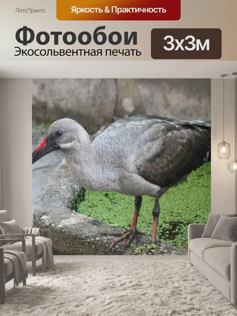 Фотообои Животное