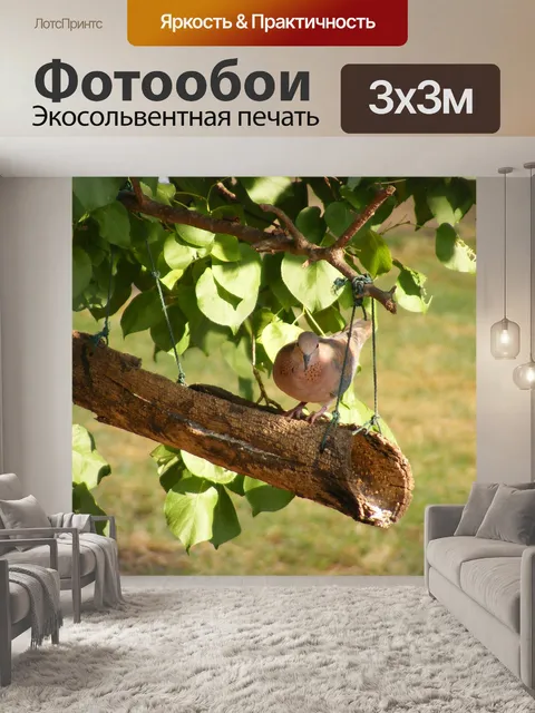 Фотообои Голубь
