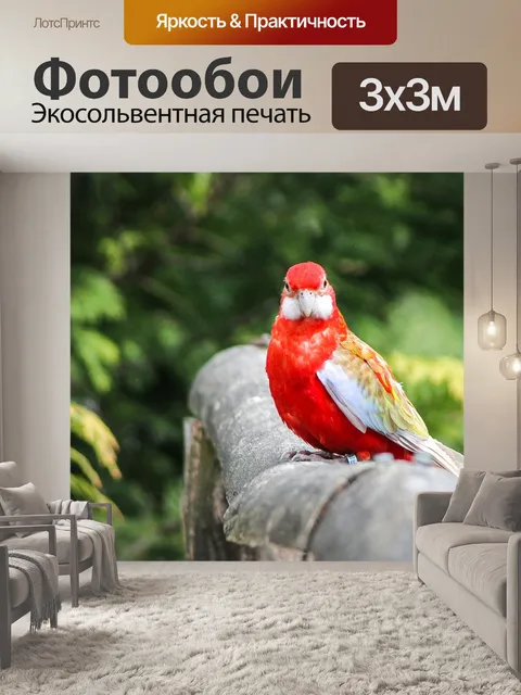 Фотообои Попугай