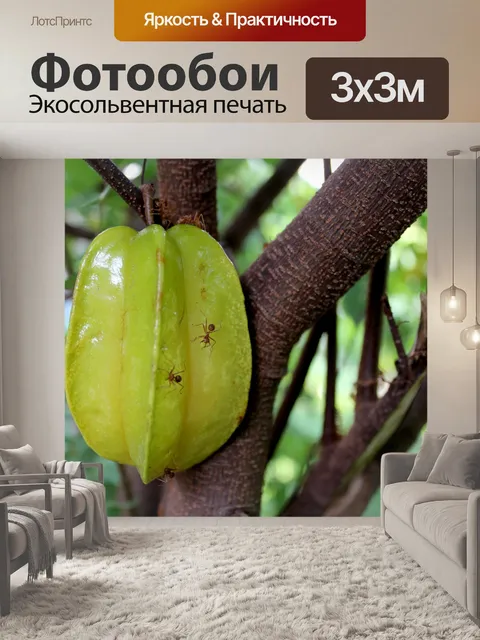 Фотообои Карамбола Звездные фрукты Бесплатное изо