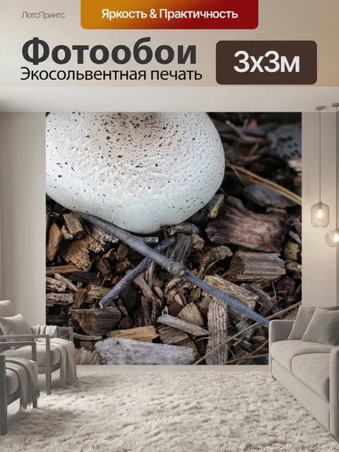 Фотообои Гриб