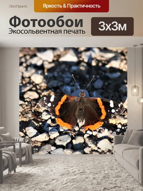 Фотообои Красная адмирал бабочка на земле