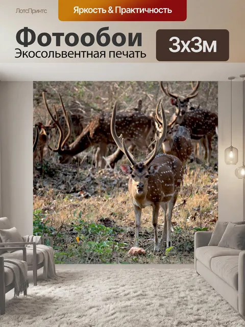 Фотообои Олень