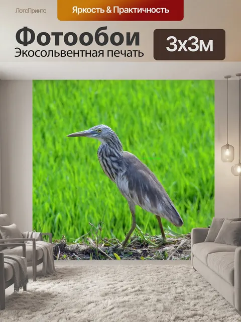 Фотообои Птица