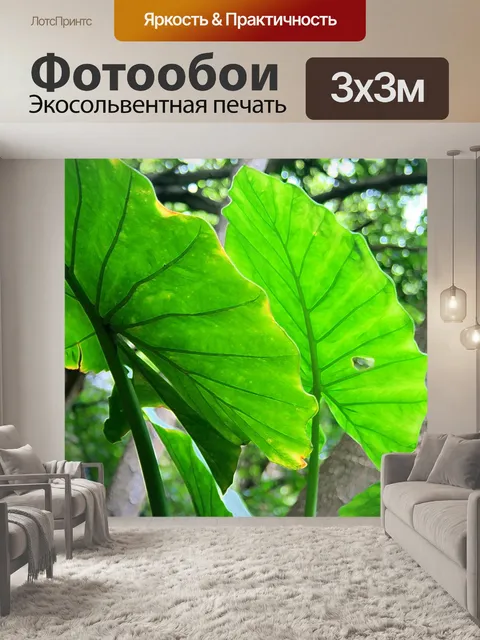 Фотообои листья уха слона