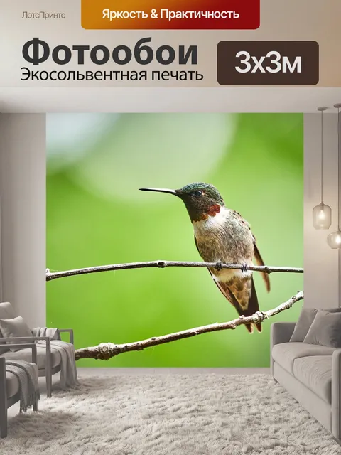 Фотообои Колибри