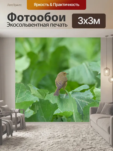 Фотообои Птица