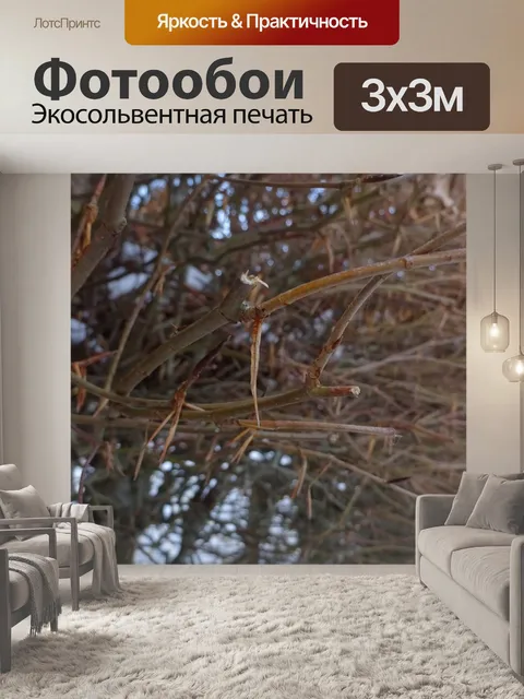 Фотообои Сухие веточки