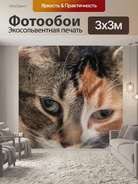 Фотообои Кошка