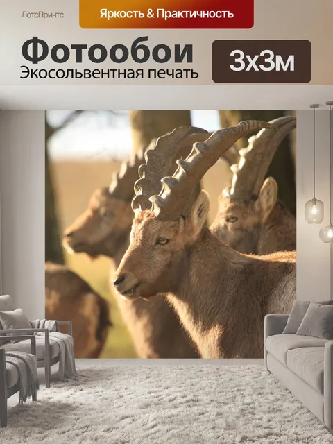 Фотообои Горные козлы
