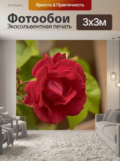Фотообои Роза