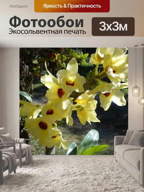 Фотообои Орхидея