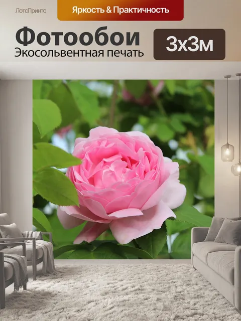 Фотообои Роза