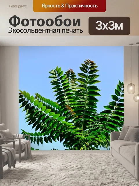 Фотообои Папоротник