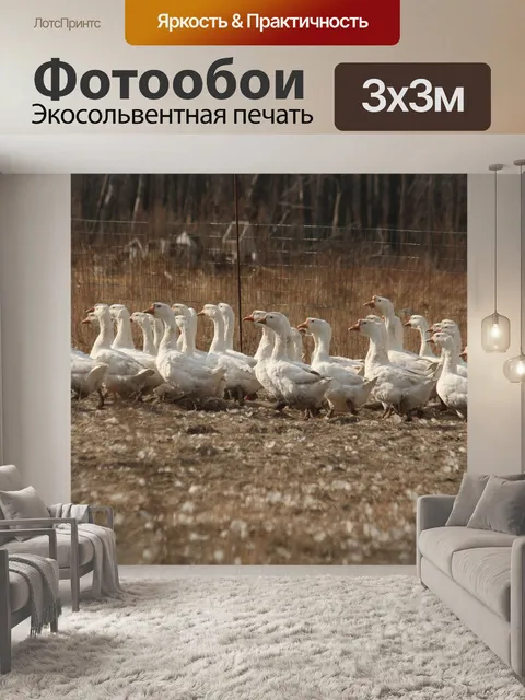 Фотообои Гуси