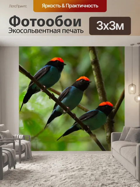 Фотообои Птицы