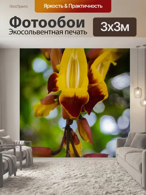 Фотообои Орхидея