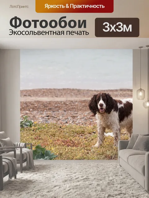Фотообои Собака по океану