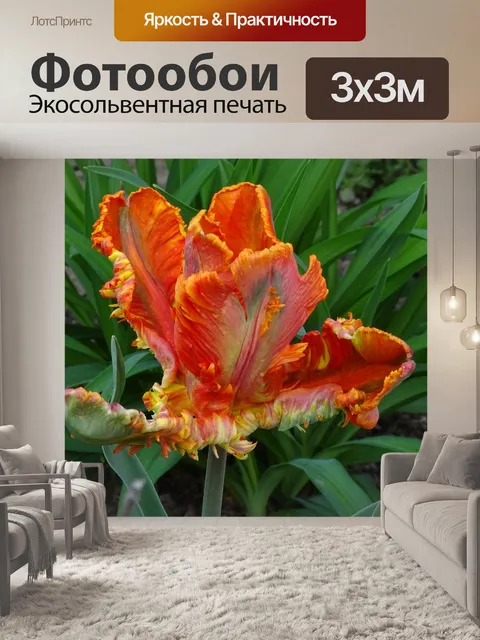 Фотообои Тюльпан