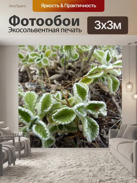 Фотообои Цветы