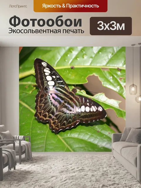 Фотообои Бабочка