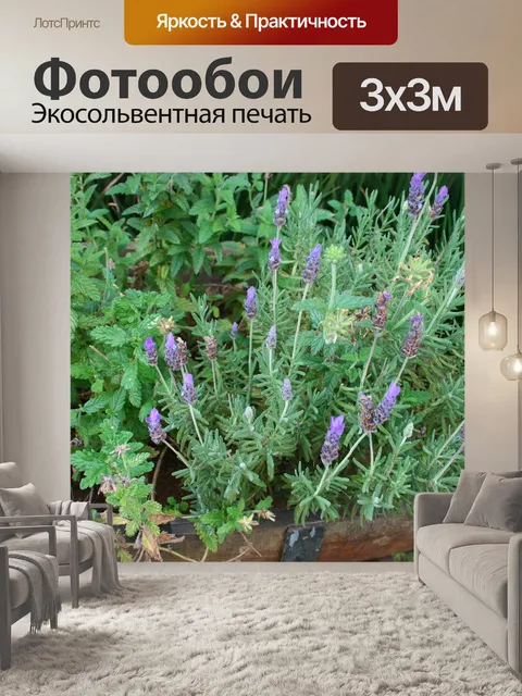 Фотообои лаванды цветения