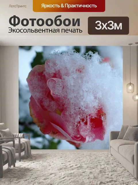 Фотообои Роза