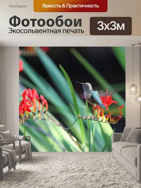 Фотообои Колибри