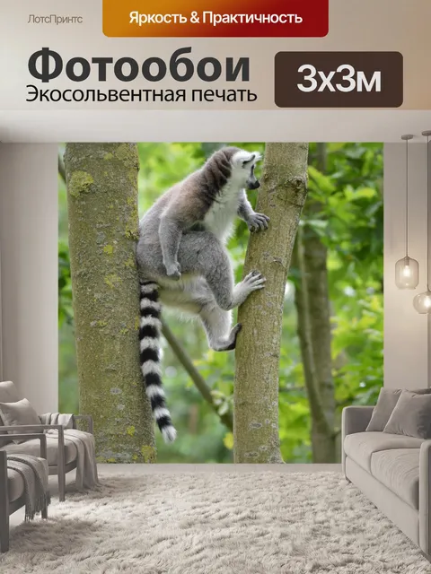 Фотообои Кольцо лемуров 5