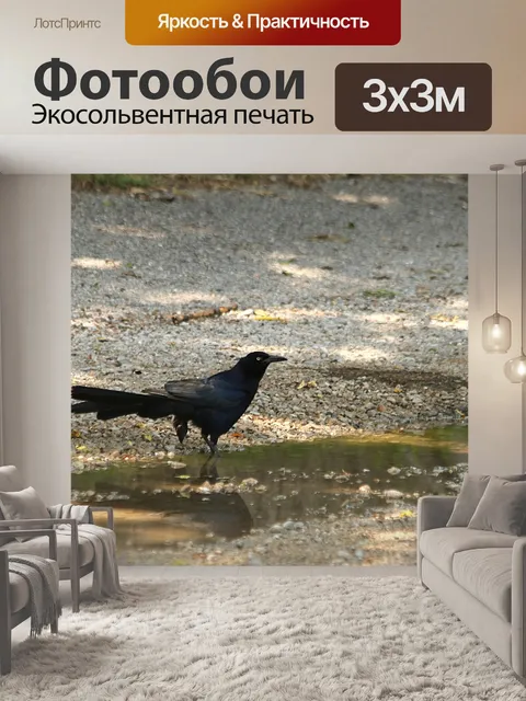 Фотообои Жаркая птица, стоящая в луже